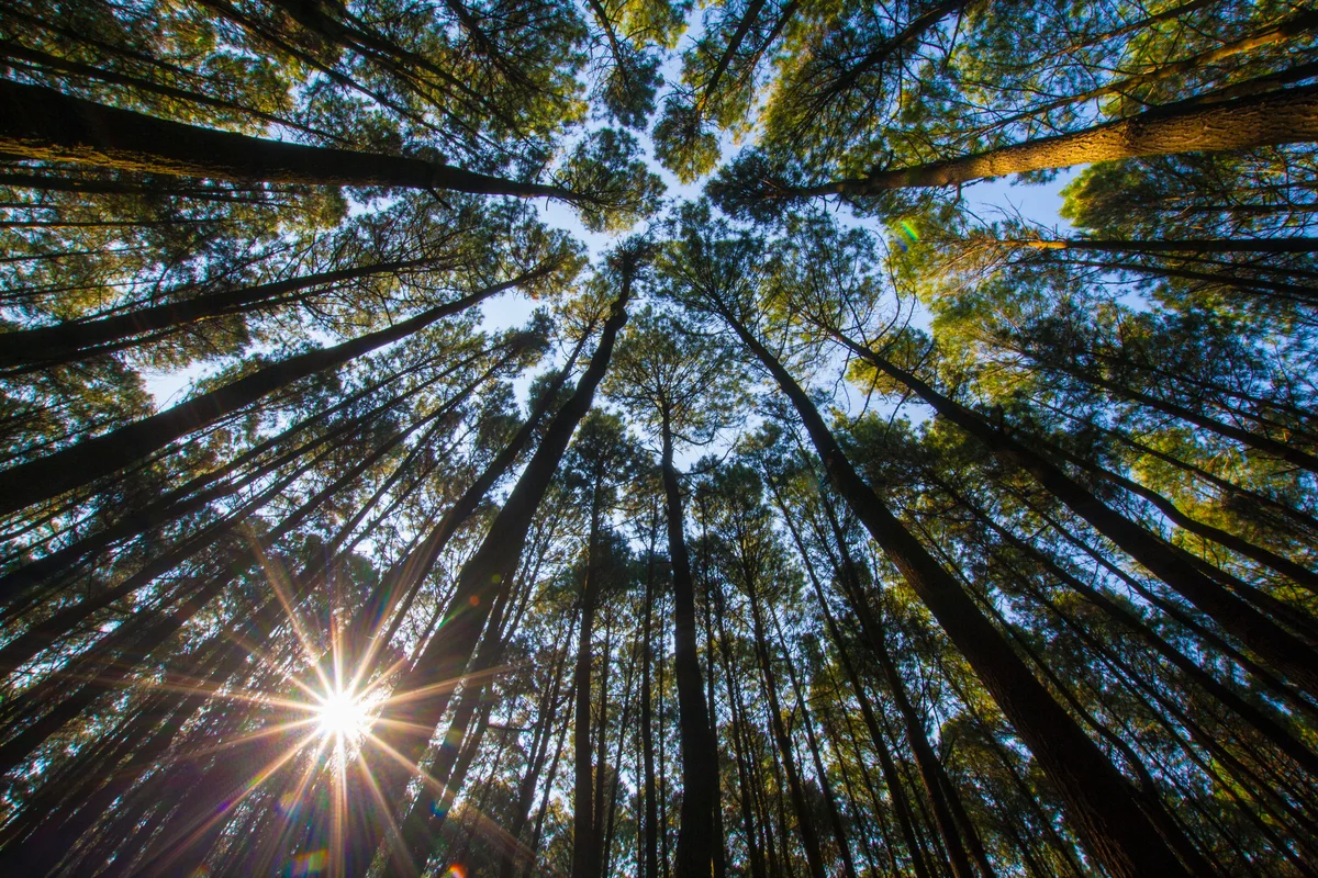 Hutan Pinus Mangunan